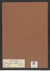 Pseudauliscus debyi Lend.-Fortm. (de-Toni-Nr.: Genus 172, Species 4421) Zeichnungen Sammlung Grunow Mappe 04356 (Herbarium_W_Grunow_drawings_Folder_04356)